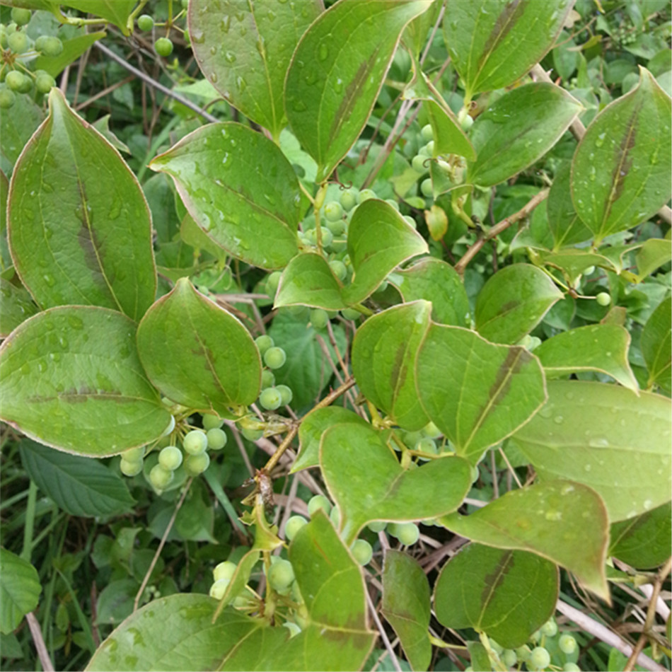 野生新鲜金刚刺根现挖新鲜菝葜根 野生金刚藤根九牛力