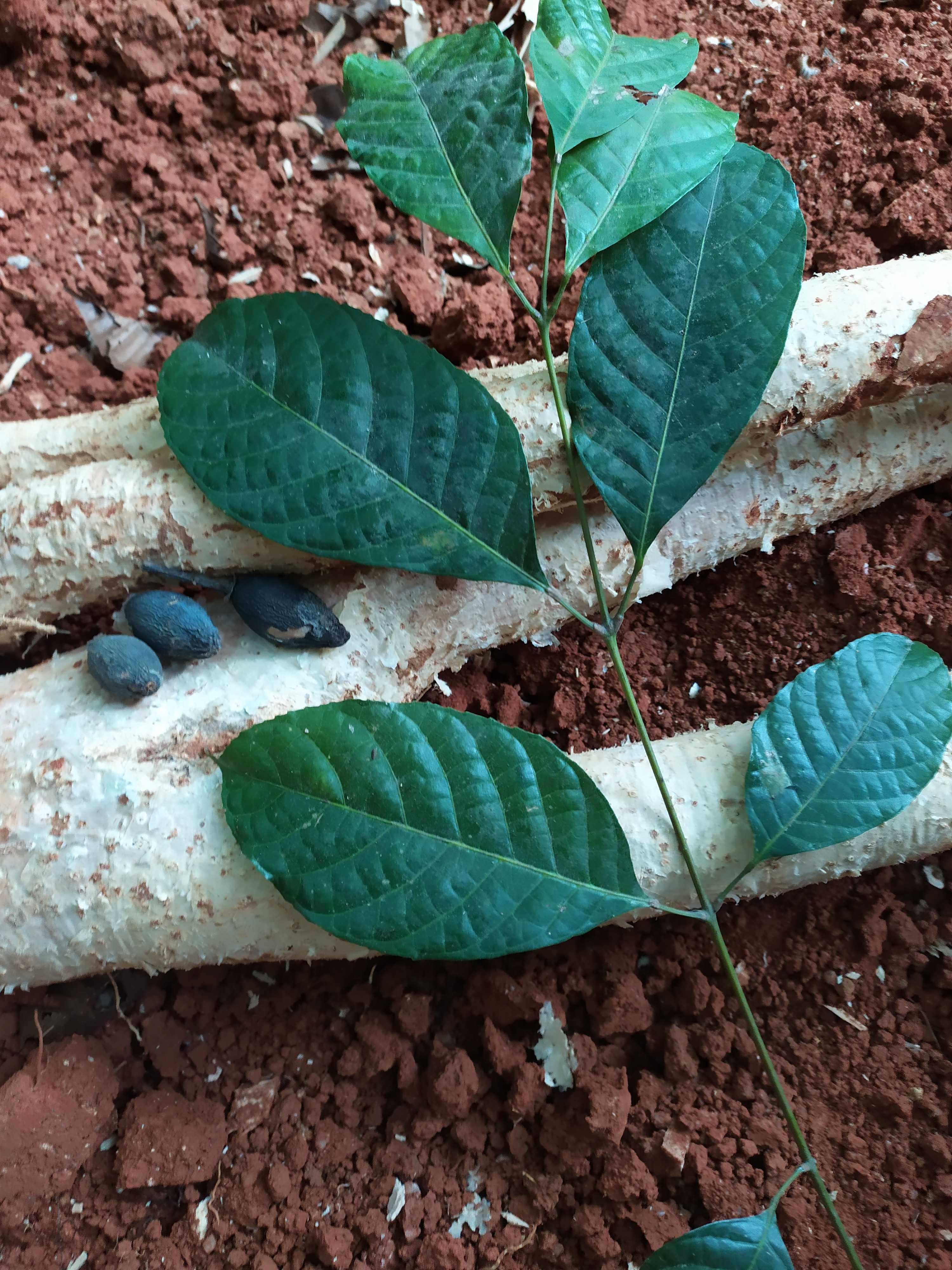 新鲜橄榄黑橄榄非干榄根现挖乌榄树根500克包邮巴乌