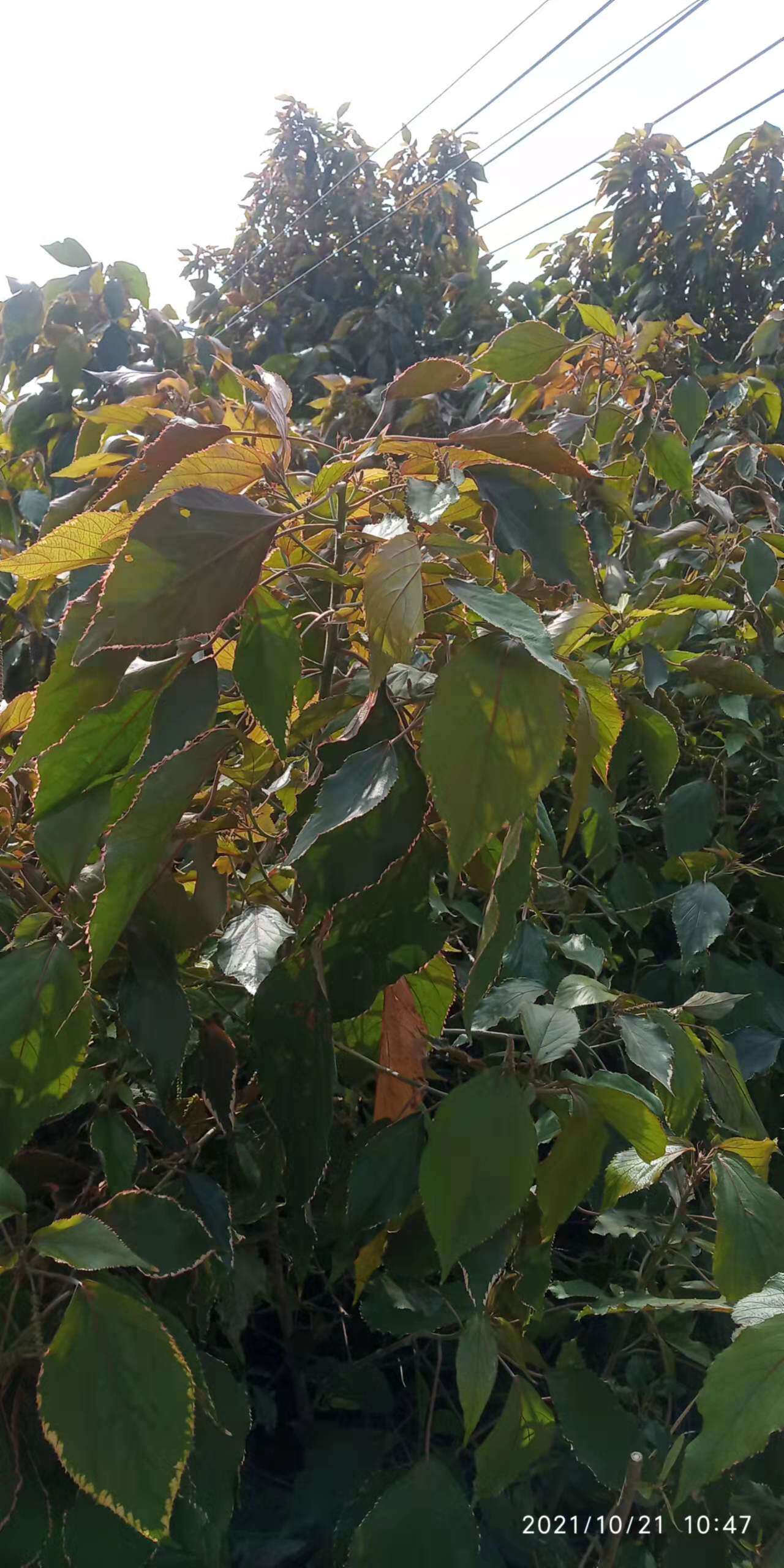 金边包邮潮汕青草草药现采腊里叶腊里金墘海棠其它