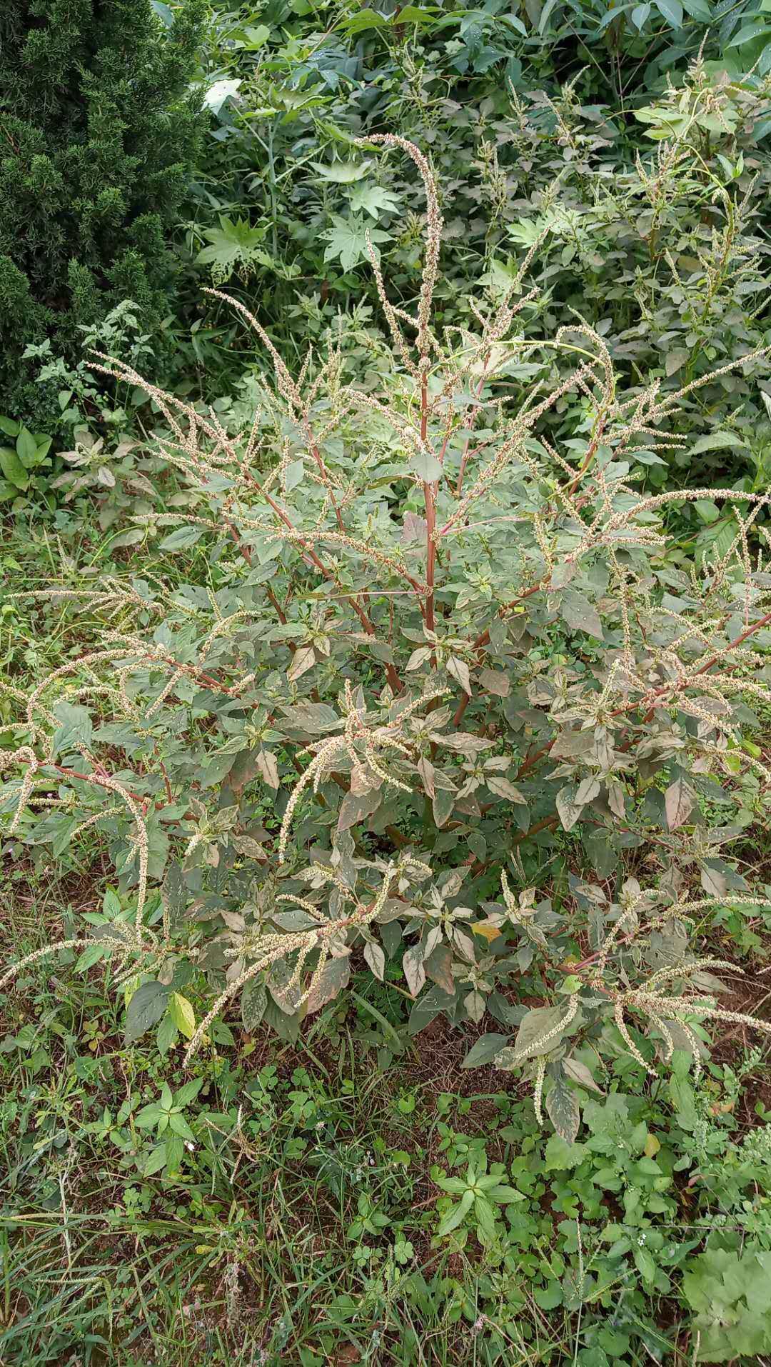 包邮潮汕青草草药野生现采新鲜刺苋苋菜猪母其它