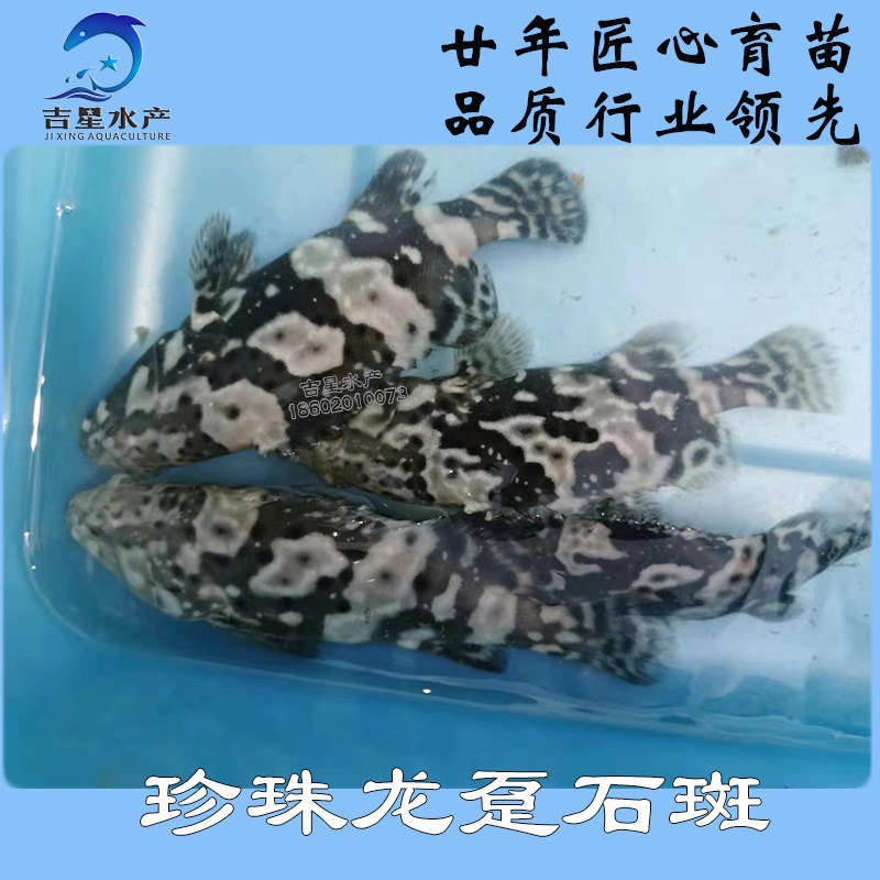 石斑龙趸鱼苗海水观赏新品珍珠龙胆工厂化帆布鱼