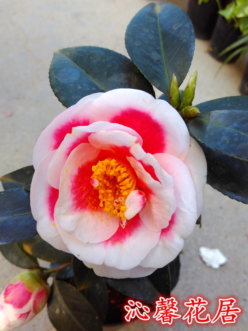 茶花包邮玉之浦花苗又名太阳日本进口庭院室内时令草本花卉