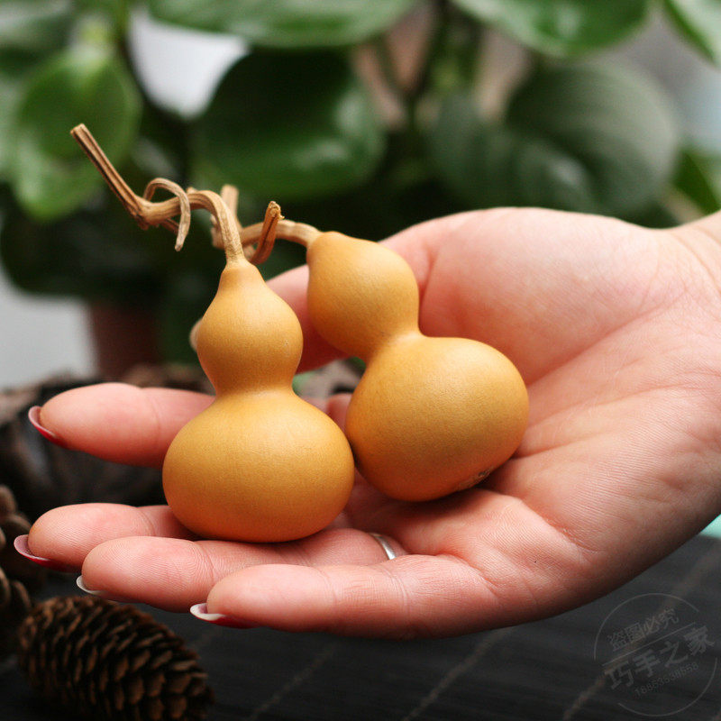 天然葫芦手把件4-6厘米美国手捻文玩精品周正带龙头手玩小葫芦