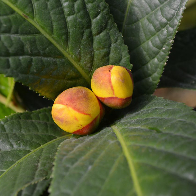 黄抱茎金花茶 广西防城原生野生树苗 盆栽 名贵花卉正品 珍稀茶花