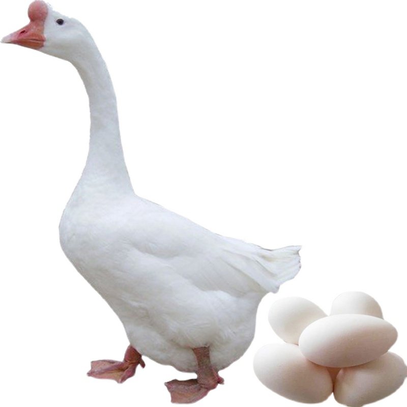 种蛋鹅蛋受精泰州三花正宗灰白白鹅大型孵化鹅蛋