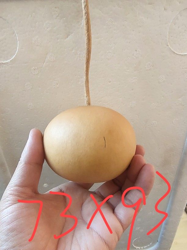 天然手把文玩圆形苹果柿子葫芦工艺品一物一图皮质葫芦