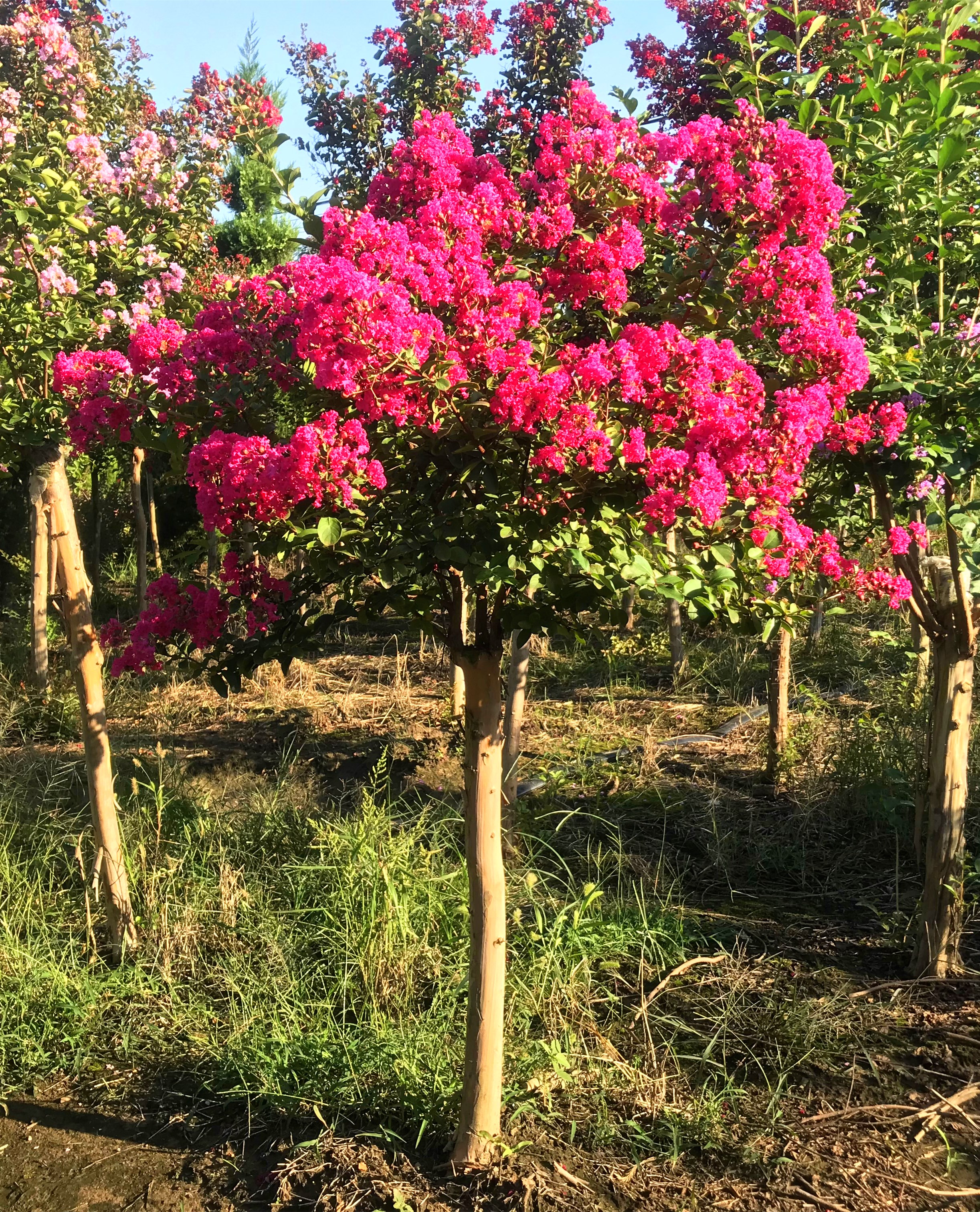 紫薇树苗大红花天鹅绒百日红粉花瓶盆栽地载小苗观叶