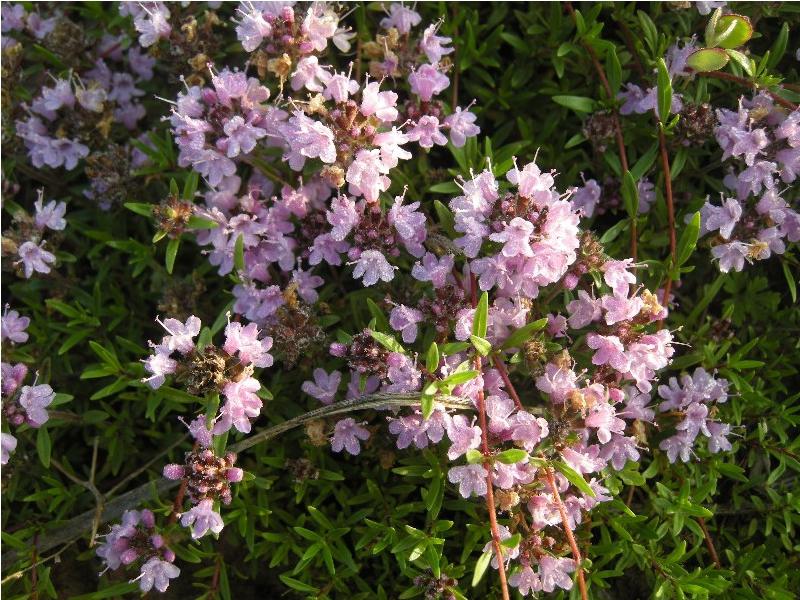 百里香纯露500ml去痘抗菌毛孔控油抗病毒爽肤水