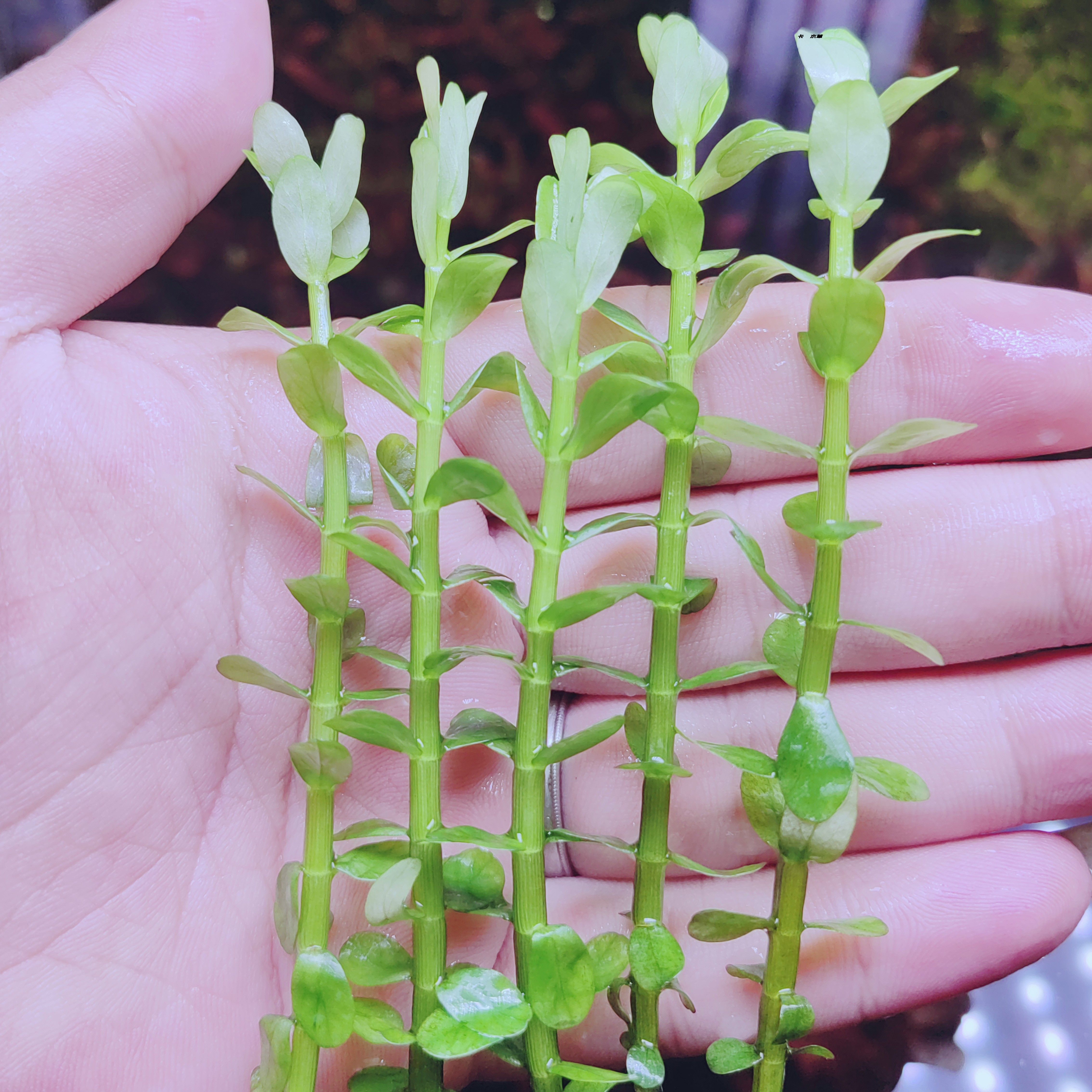 水草印度小圆精品水下叶中后景淡水荷兰水草