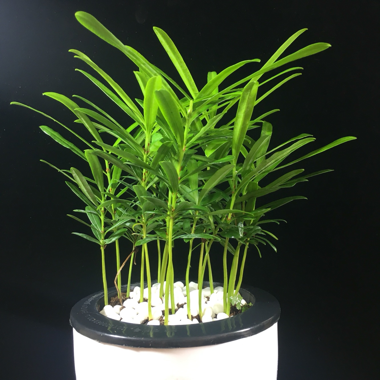 日本罗汉松土培水培植植物创意小盆盆栽办公室绿植