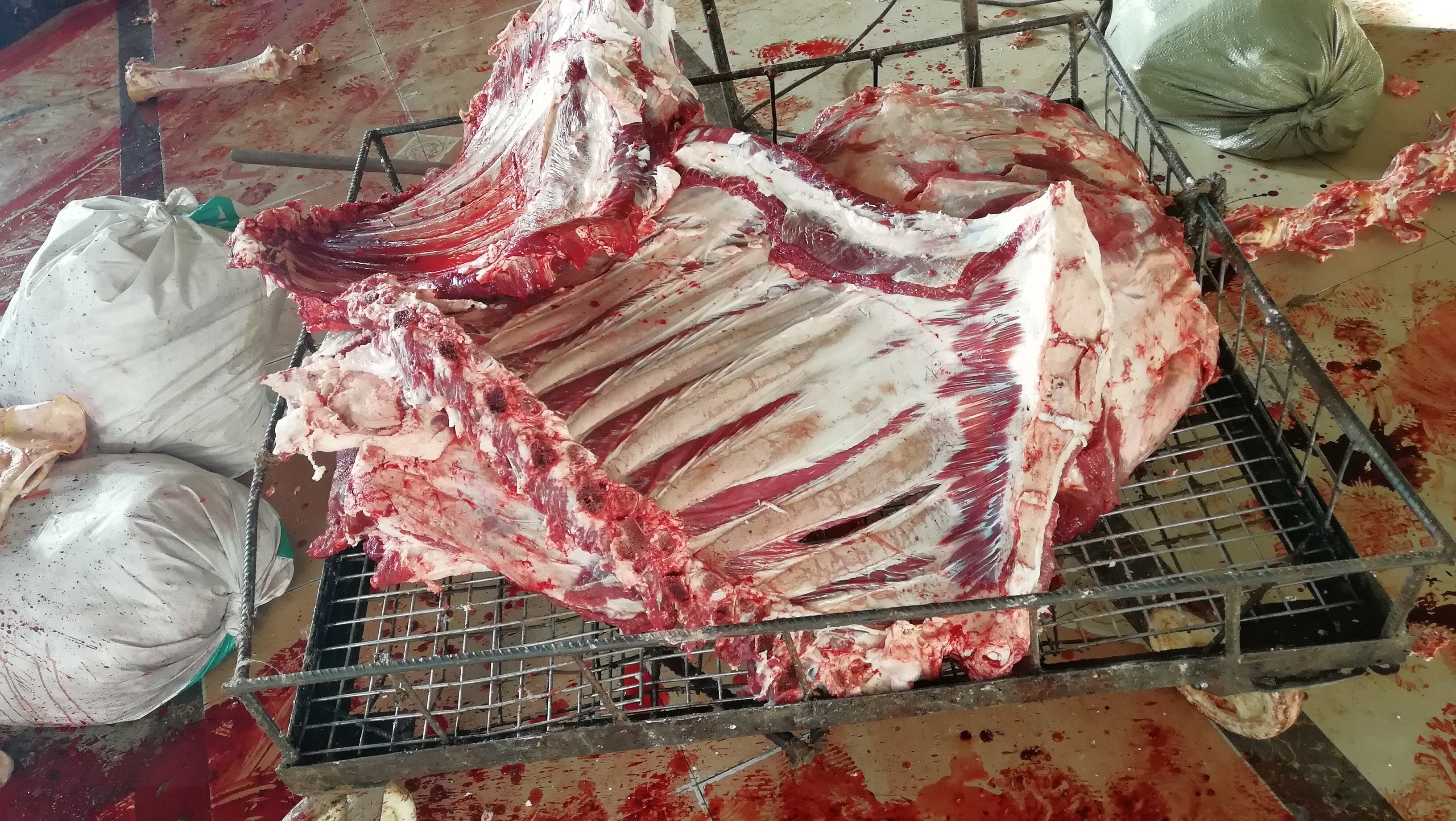 2斤内蒙古阿拉善驼排生鲜骆驼排骨新鲜食用6斤生羊肉