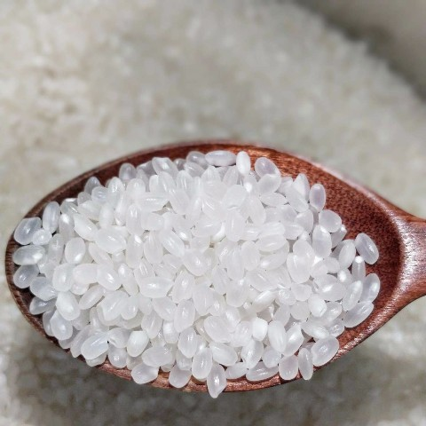 新米东北大米珍珠小粒香米粳米抛光10斤包邮大米