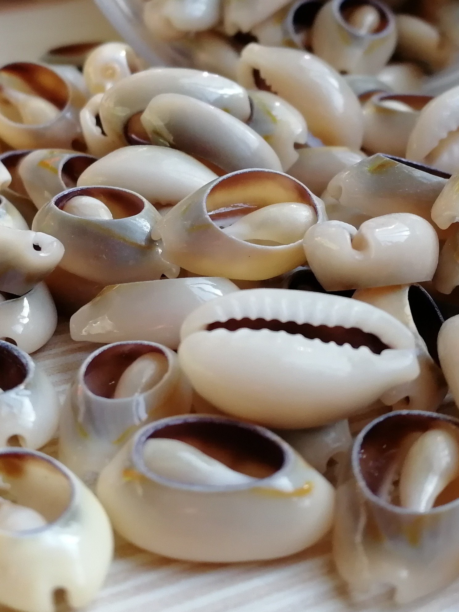 加白加亮天然海螺贝壳古钱币金边草编衣服配件海螺