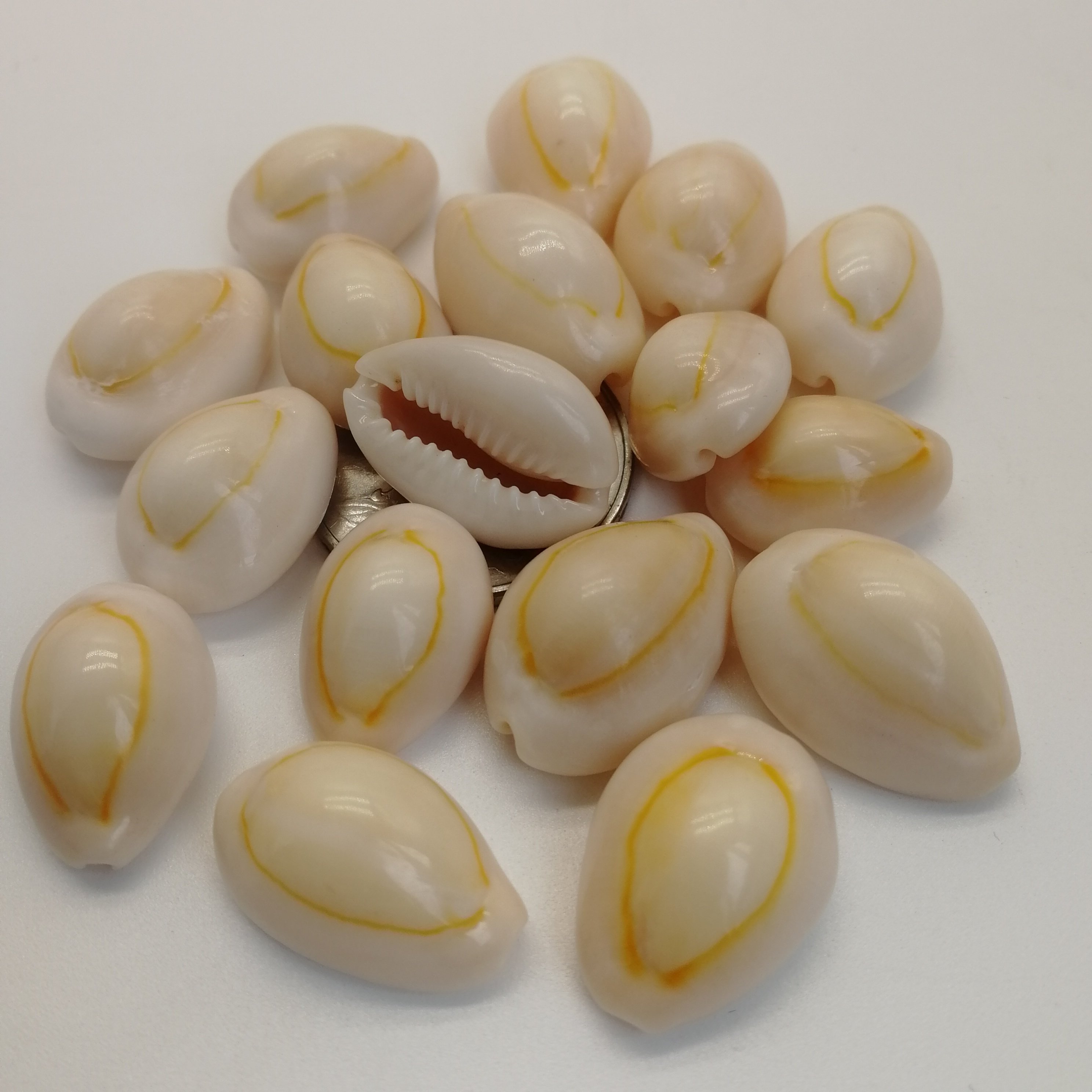 海底正品天然贝壳海螺白色金边古钱币药用佛教海螺