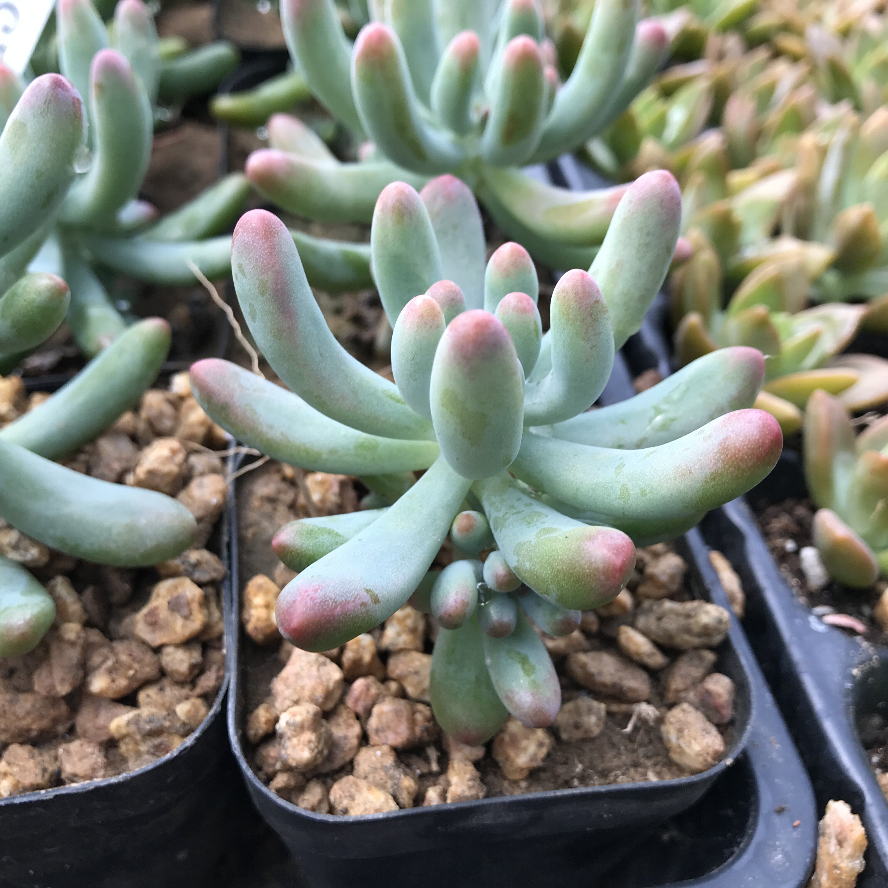 43号玉露奥利维亚乙女心植物大颗老庄1元多肉新手套餐基地发货