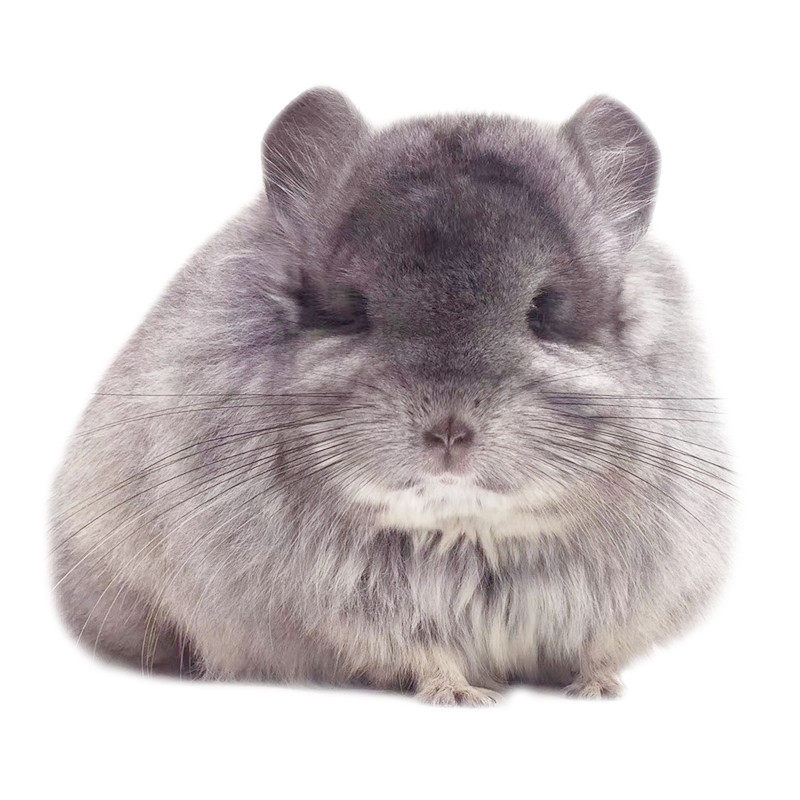 龙猫活物宠物活体银斑标灰小型幼崽打过疫苗龙猫