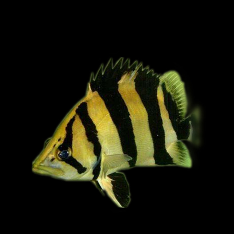虎鱼泰国三纹虎鱼泰北虎印尼四纹虎苏门达腊虎苏虎孟加拉银虎鱼