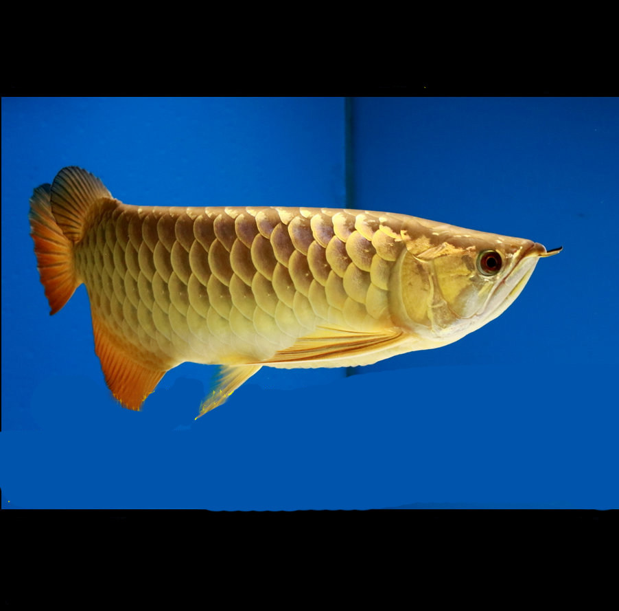 金龙鱼风水鱼高背过级过小金头过活体观赏鱼包损鱼