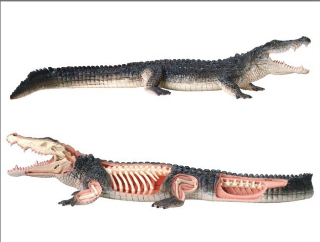鳄鱼模型香港4dmaster拼装爬行动物器官解剖教学学用其他模型玩具