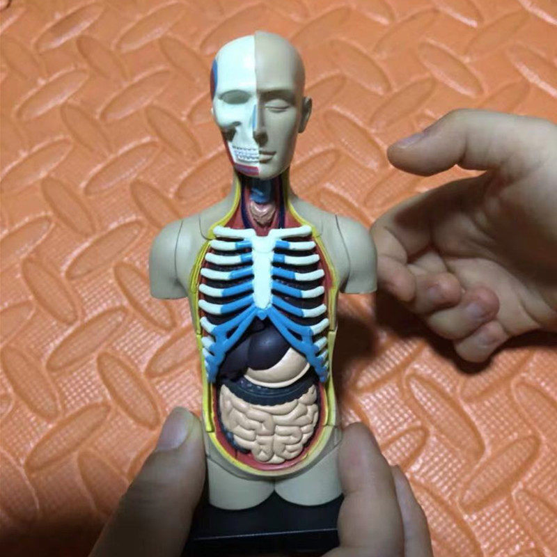 人体模型香港4dmaster骨骼内脏器官生物教学拼装其他模型玩具