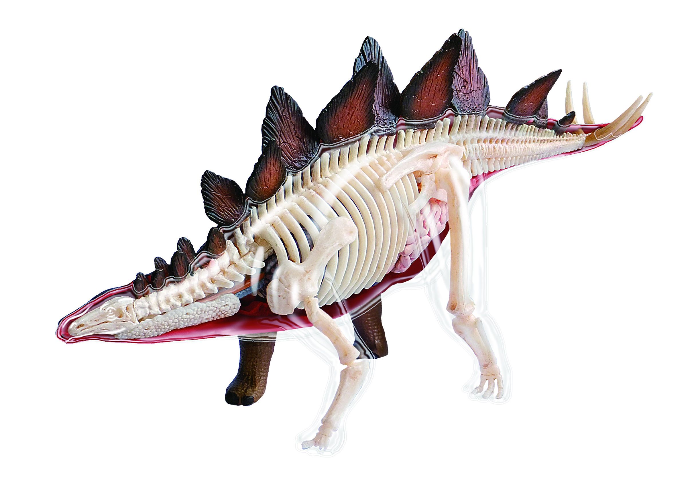 香港4dmaster拼装恐龙玩具暴龙三角龙剑龙大盗铃龙器官解剖模型