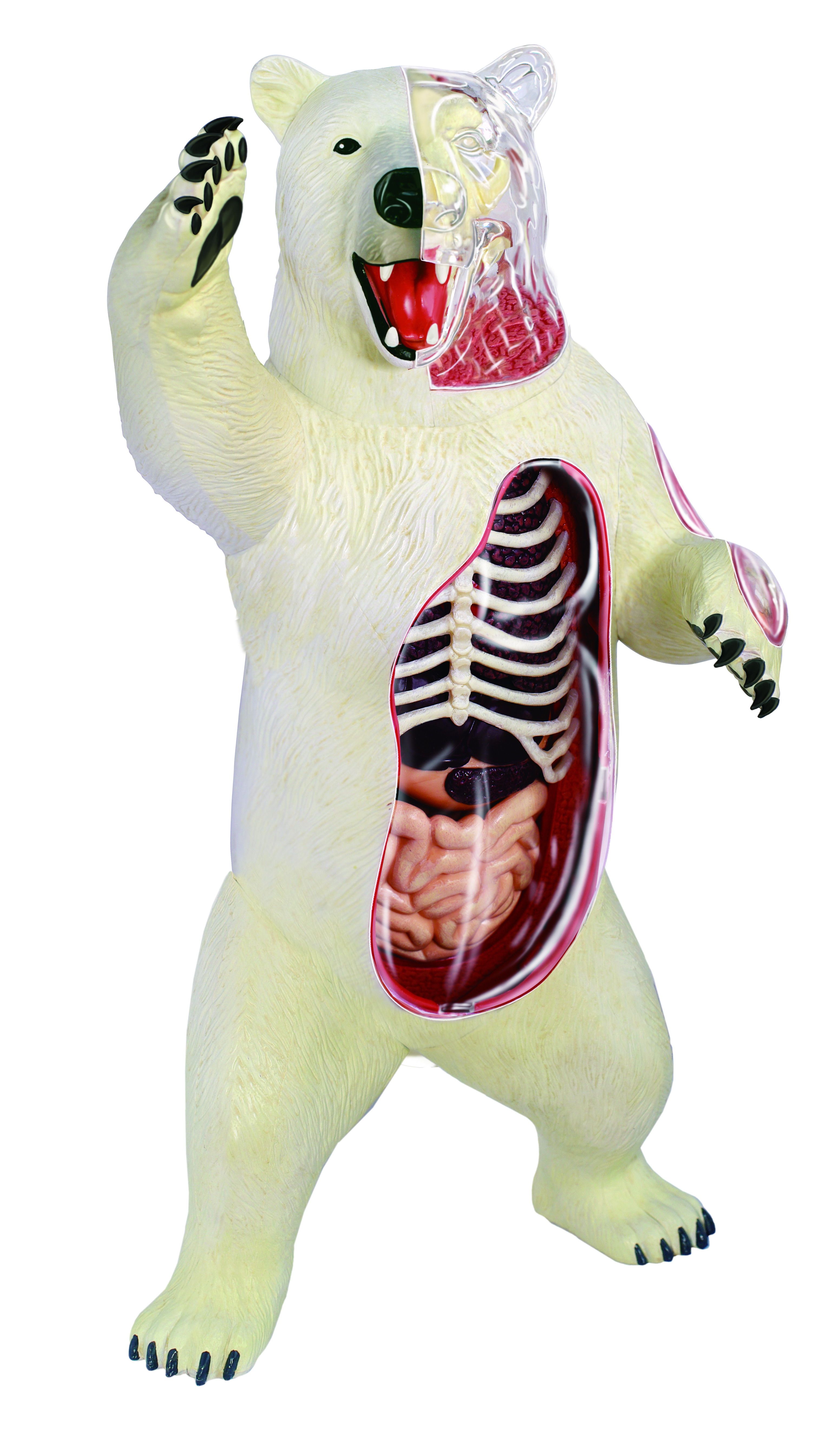 香港创意玩具拼装益智儿童4dmaster熊儿童模型解剖其他模型玩具