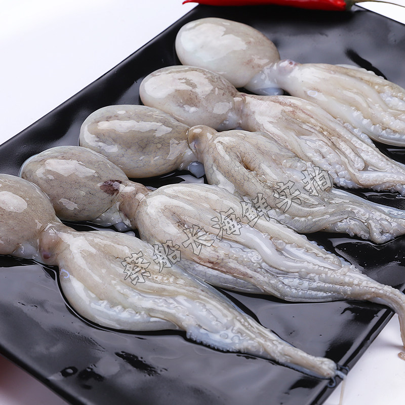 厦门海鲜水产鲜活八爪鱼新鲜小章鱼迷你短腿八带鱼野生八抓鱼500g