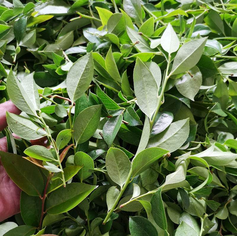 现摘现发南烛叶乌饭叶乌饭草黑饭叶新鲜乌米叶树叶其它