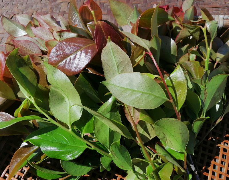 现摘现发 南烛叶 乌饭叶乌饭草黑饭叶新鲜乌米叶树叶乌稔叶嫩枝-mc