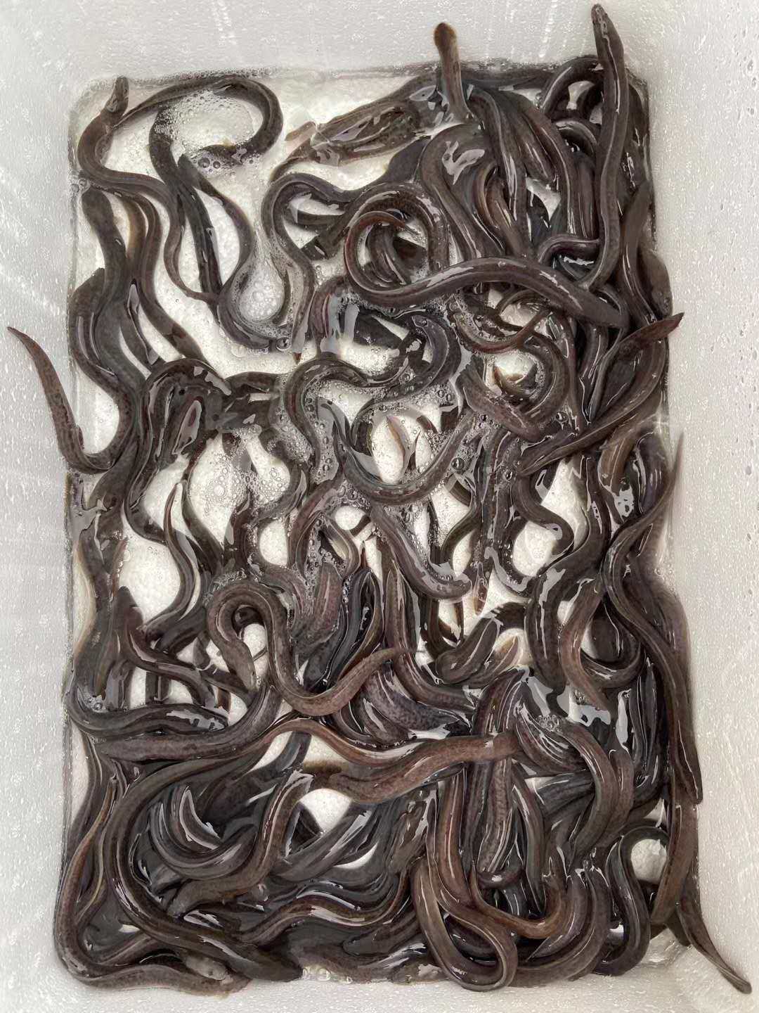 鳗鱼鳗鲡鲈鳗大型花锦溪滑鱼塘混养活体鱼苗鱼