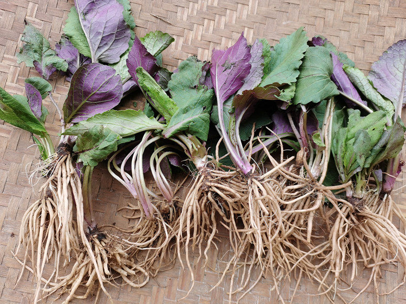 青菜三七贵州野生草药500g中药材七天红土生货其他药食同源食品
