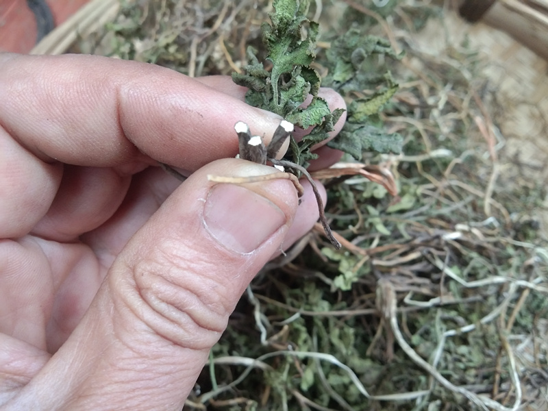 贵州草药野生阴地中药材一朵云冬生草小春花新鲜其他药食同源食品