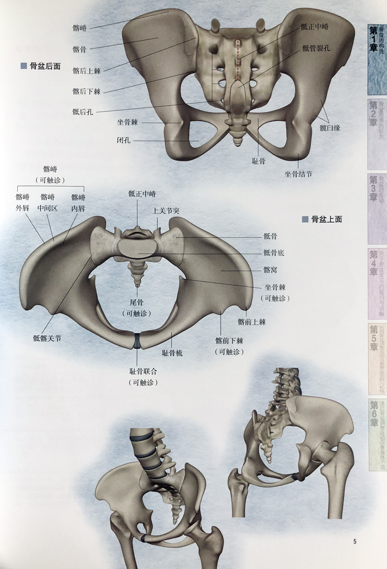 正版骨盆解剖及功能训练图解竹内京子200幅3d解剖图500幅示范图骨盆