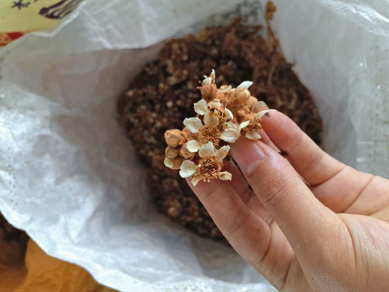 2斤包邮晒干枇杷花干花蕾农家特产天然食用养生茶