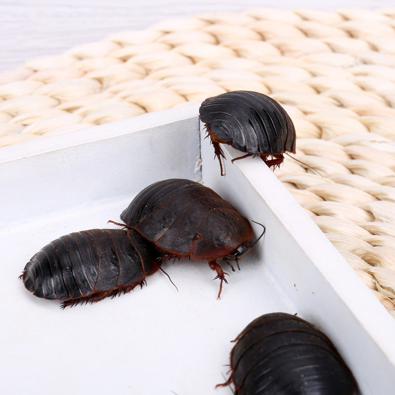 土元土鳖虫野生 活土元土鳖虫地鳖子产卵土元活体地鳖虫包活包邮