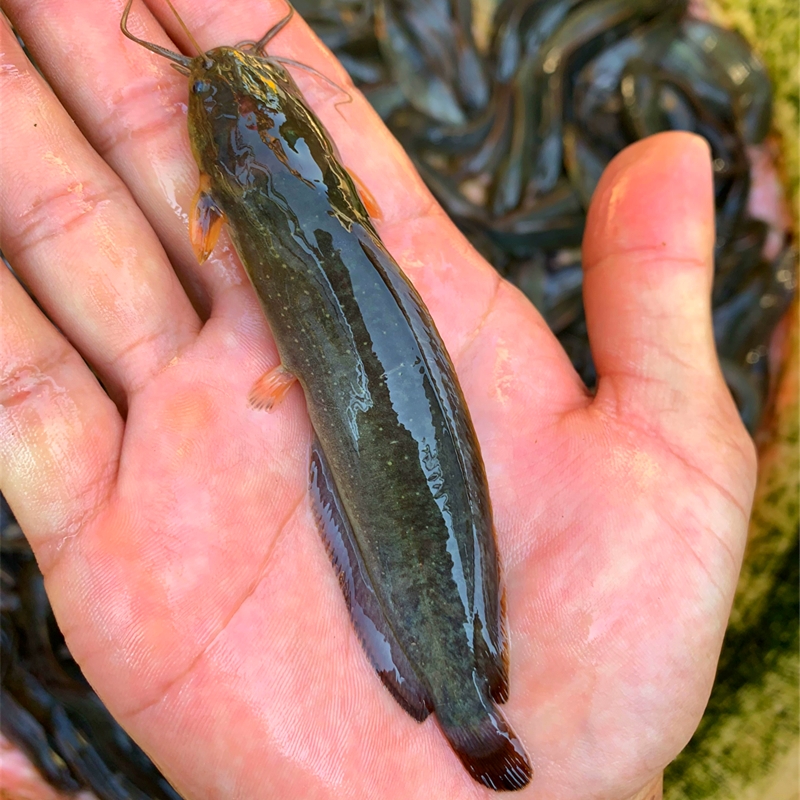 淡水本地塘鲺鱼苗活体塘角鱼鲜活胡子鲶放生鱼鲶鱼埃及苗顺丰包邮