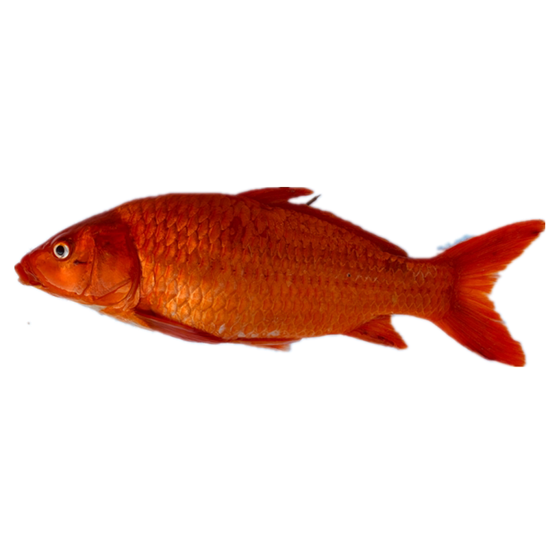 鱼苗红鲤淡水兴国淡水鱼鱼塘养殖食用荷包活体鱼