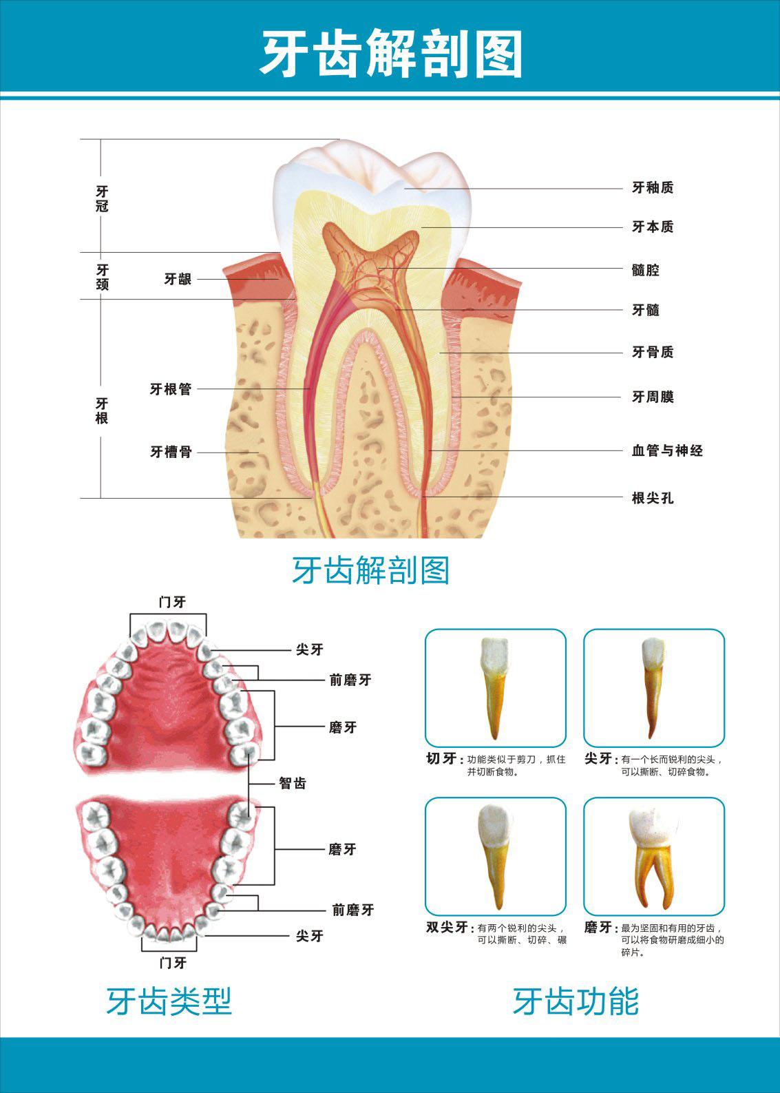 牙齿薄膜海报印制展板喷绘写真口腔科挂图解剖塑料薄膜