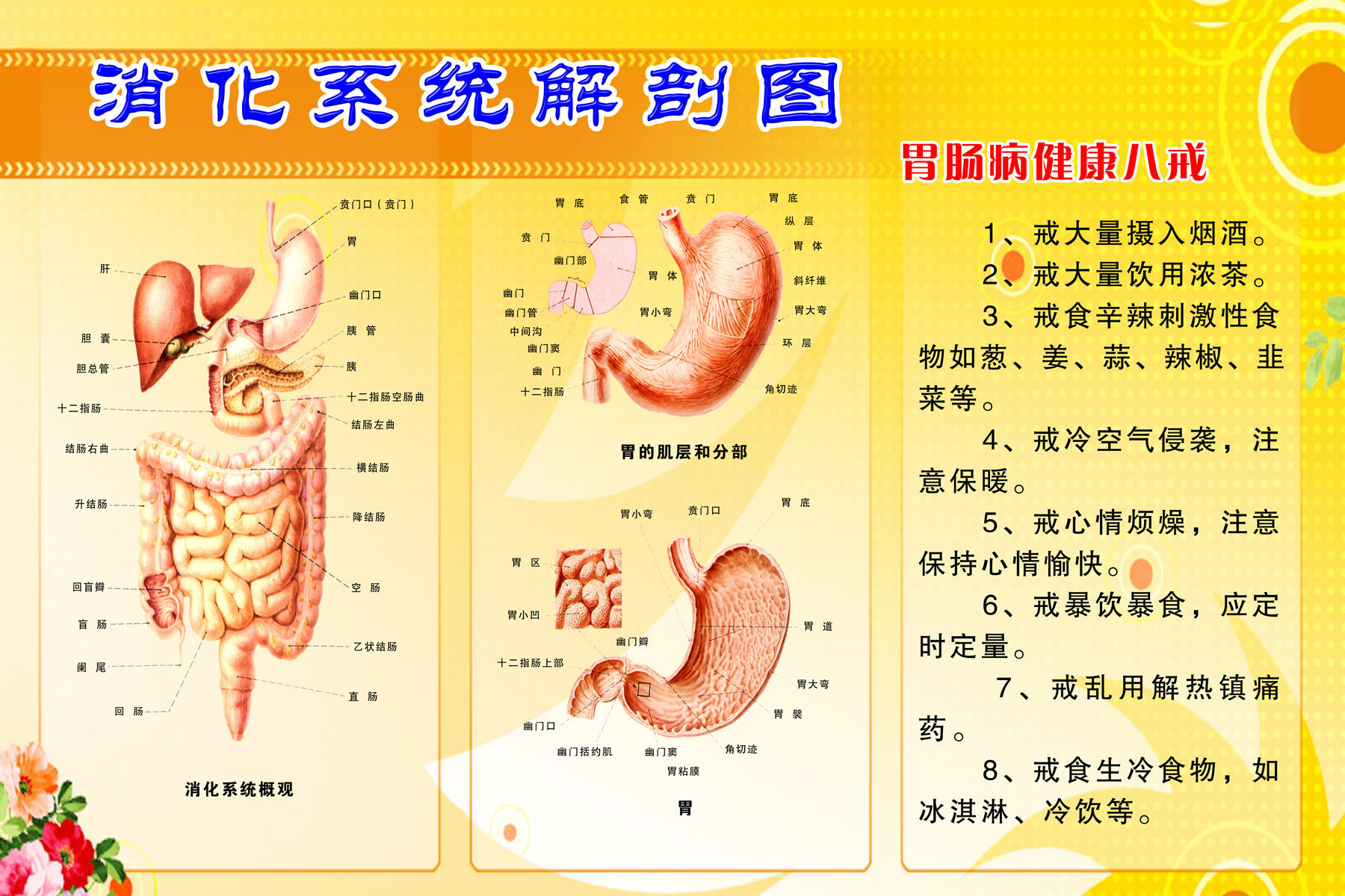 薄膜海报印制展板喷绘写真消化系统解剖图片塑料薄膜