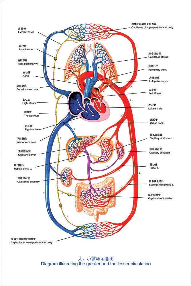 血液循环系统的组成图片