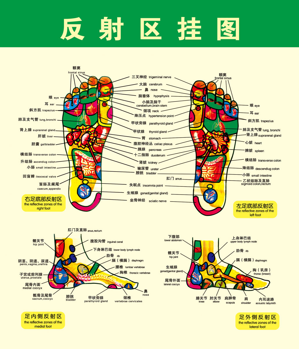 足底反射区图片放大图片