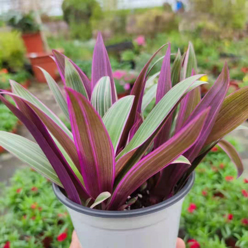 锦兰兰花紫万年青阳台庭院绿植垂吊植物植物油油画绿植