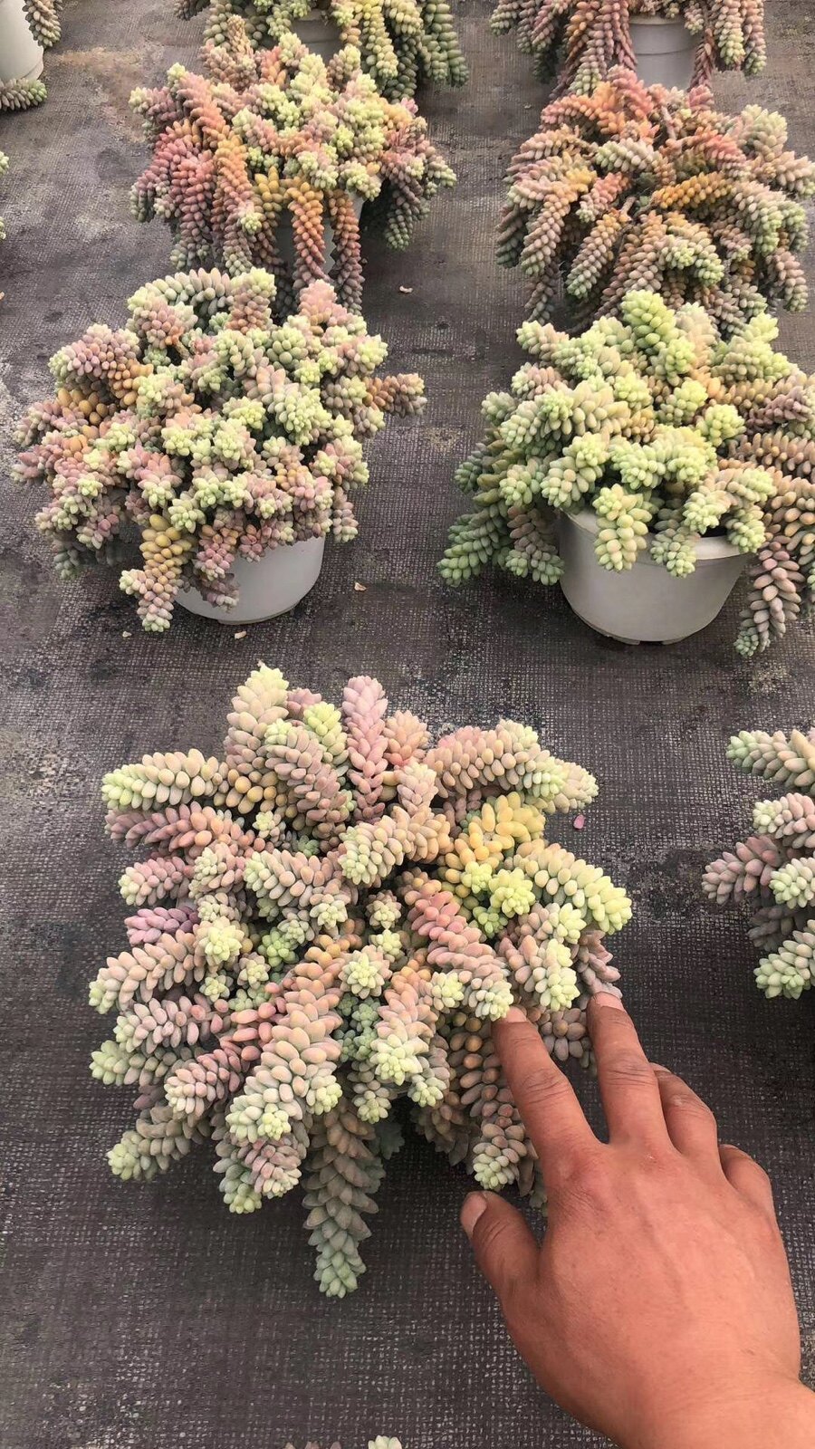 彩虹象牙玉坠捧花群生小老桩果冻玉缀多肉植物多肉植物