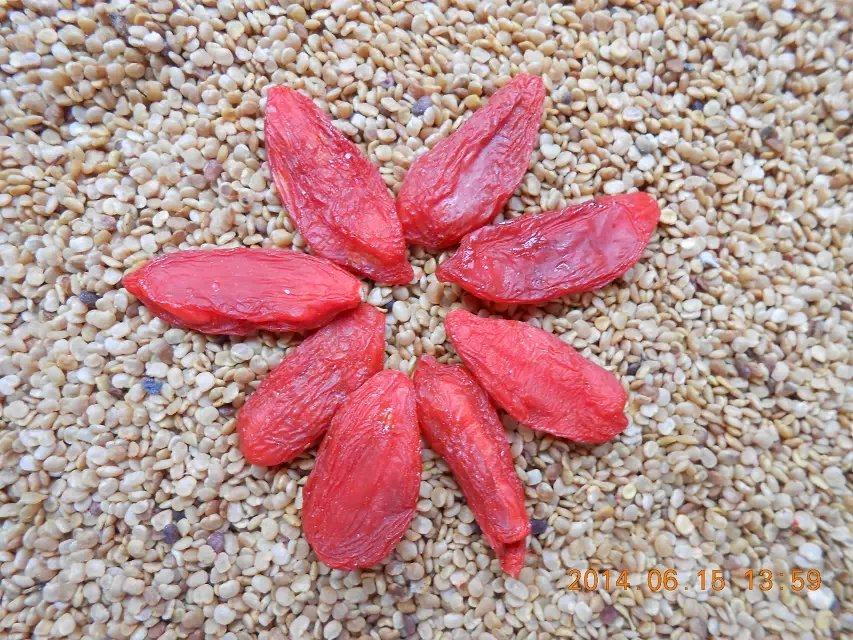 宁夏枸杞种子宁杞1号绿化南方菜用北方采果行道树