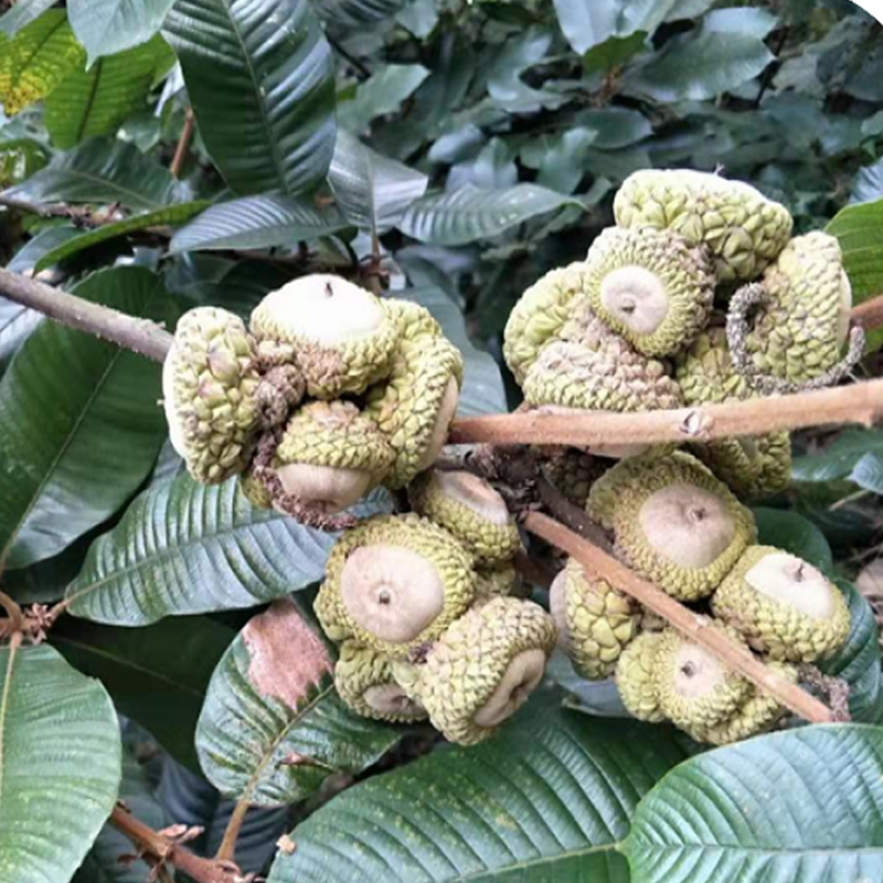 野生正宗风流果马古叠厚鳞柯龟头子男性滋补风流果