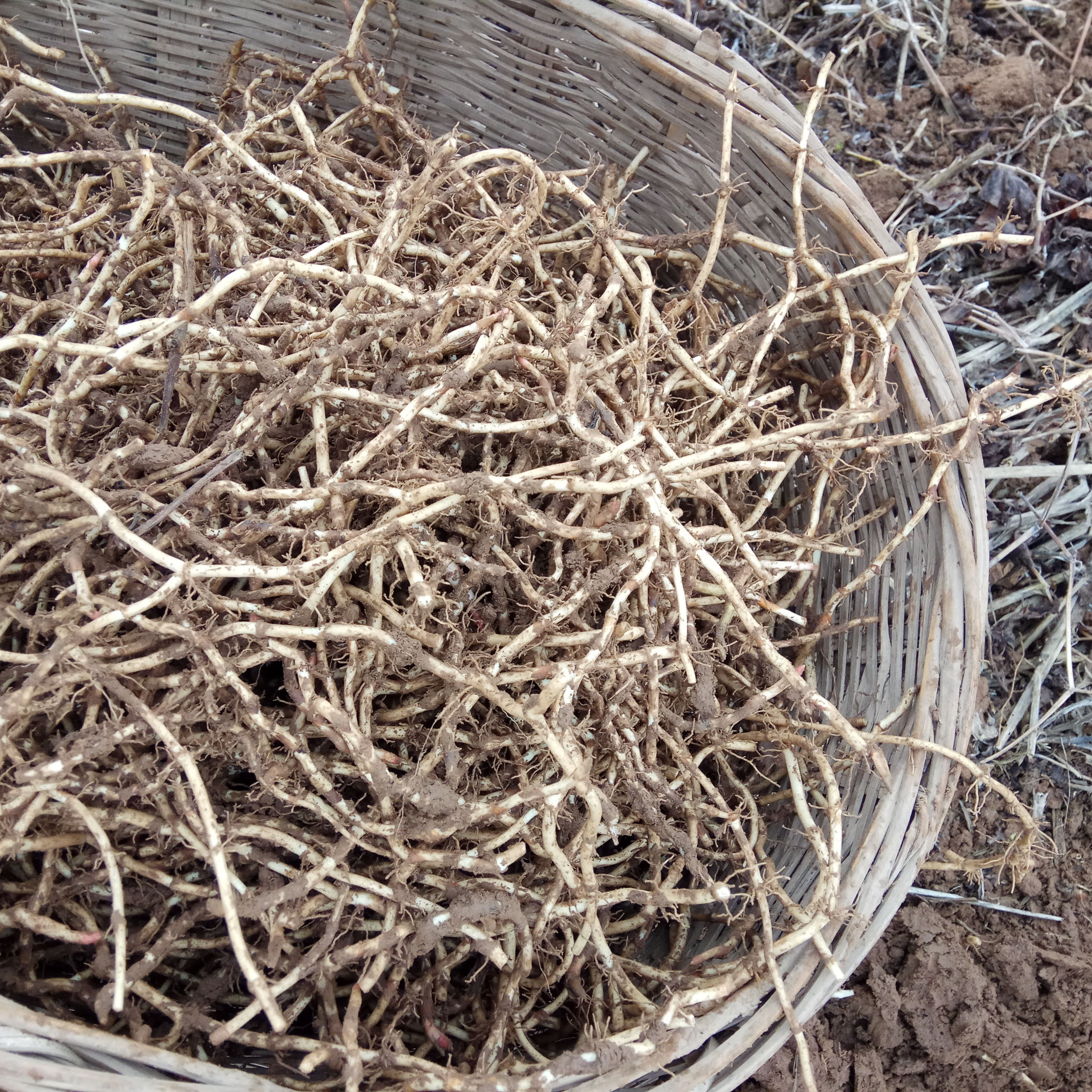 耳根新鲜湖北鱼腥草包邮现挖折野生农家凉拌鱼腥草
