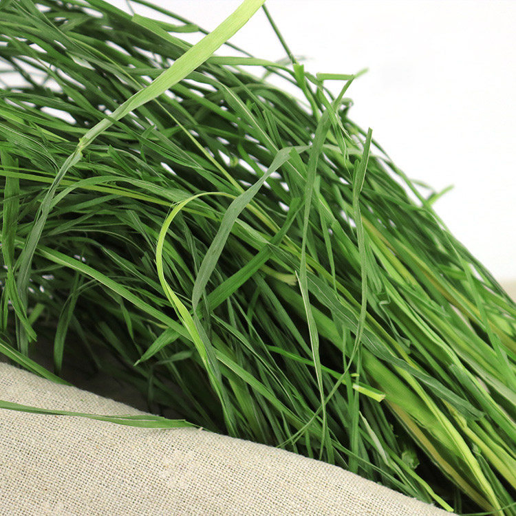 包邮22年烘干果树兔子龙猫荷兰豚鼠牧草代替兔兔干草