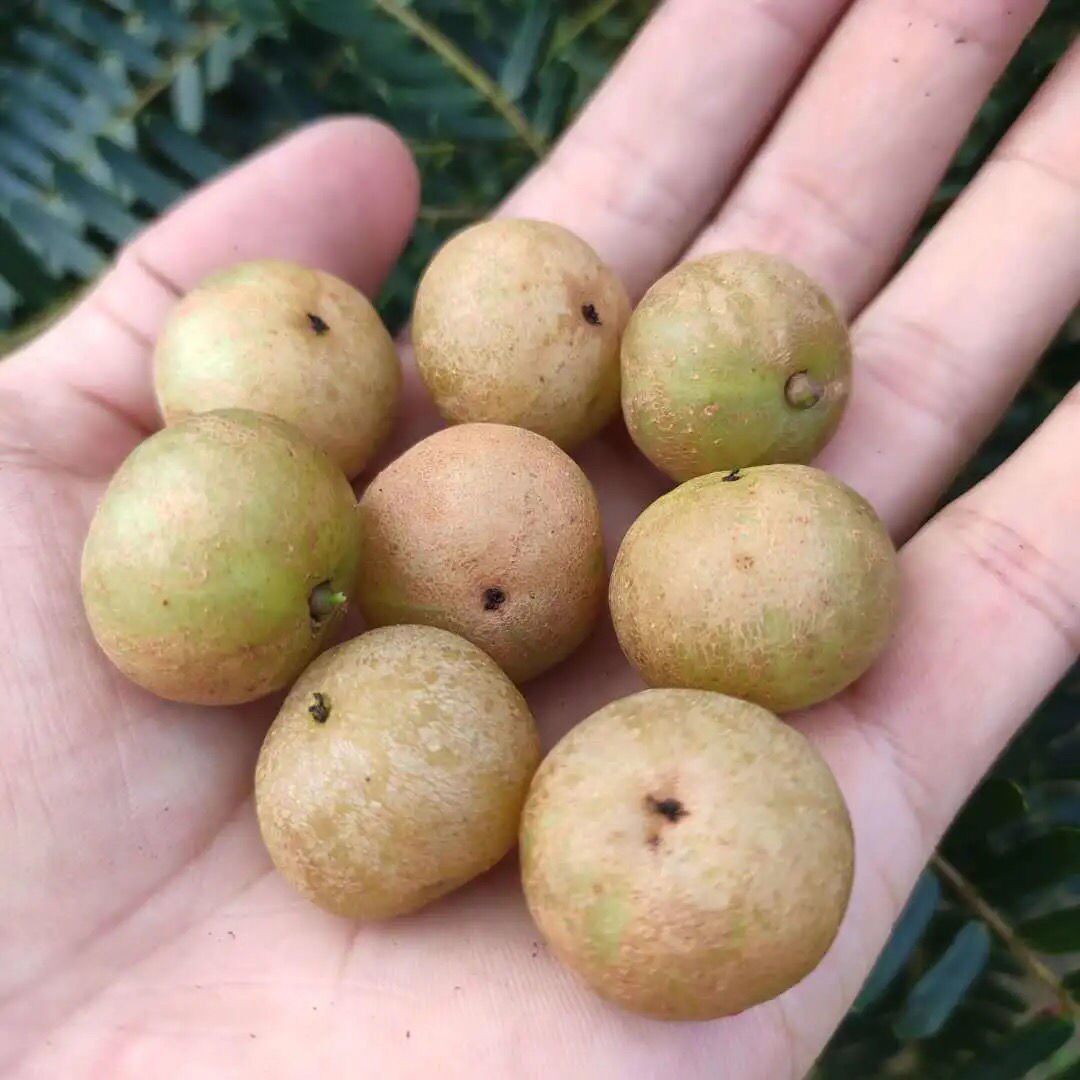 新鲜采摘油甘潮汕赤皮油柑粗皮余甘果牛果余橄榄