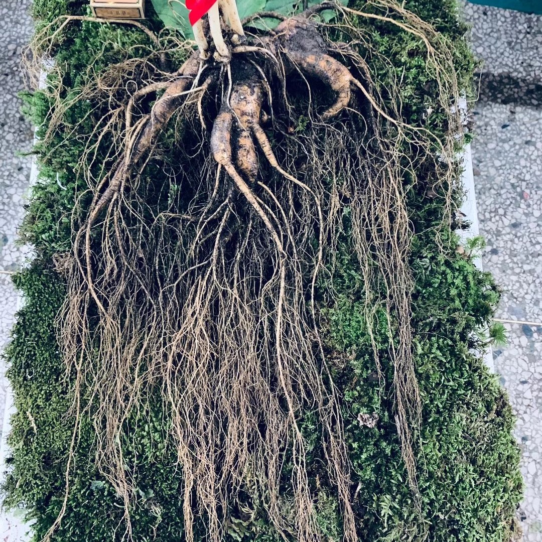 园新新款东北三宝中国大陆长白山特大500克参王人参