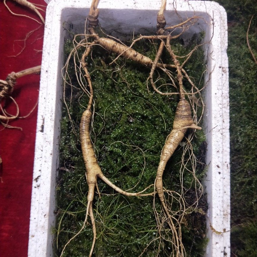 百年野山参老东北长白山人参精品纯正山参